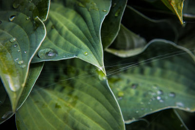 Close-up of raindrops on leaves