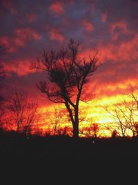 Silhouette of trees at sunset