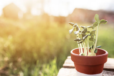 Close-up of small potted plant