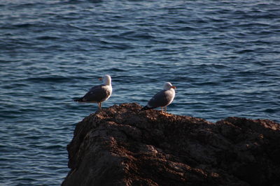 Seagulls perching on seashore