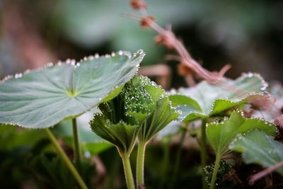 Close-up of insect on plant