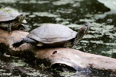 Close-up of turtles on falling tree in lake