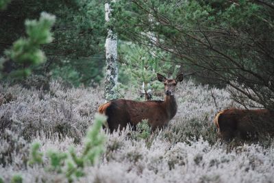 Dog standing on grassy field
