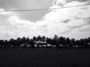 Trees against sky