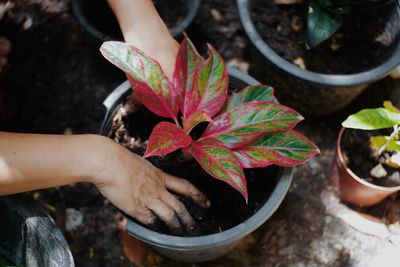 High angle view of person holding leaves in potted plant