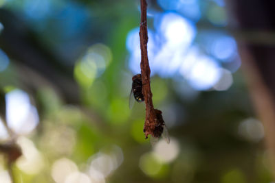 Close-up of plant hanging on tree