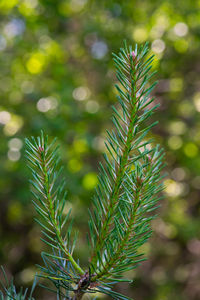 Close-up of pine tree