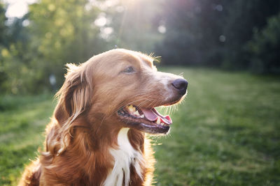 Portrait of happy dog in the countryside. nova scotia duck tolling retriever on meadow at sunset.