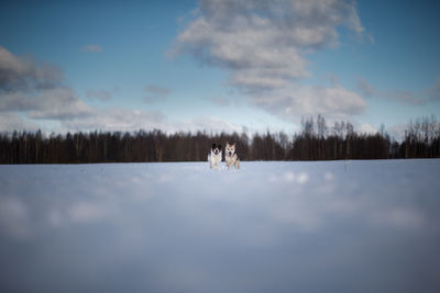 View of a horse on snow covered landscape
