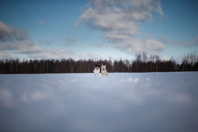 Dogs running on snow covered land