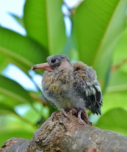 Close-up of bird perching on a branch