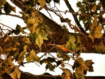 Low angle view of tree