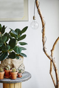 Close-up of potted plant on table against wall at home