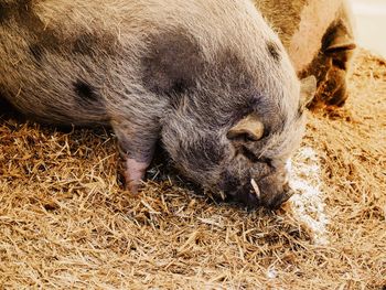 Close-up of animal sleeping