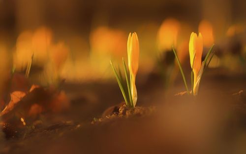 Close-up of yellow flowering plant on land