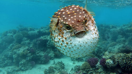 Close-up of fish swimming in sea