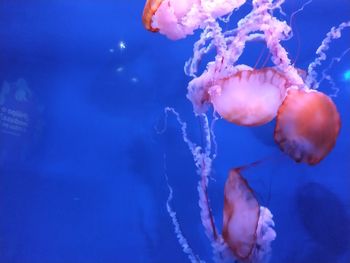 Close-up of jellyfish in sea