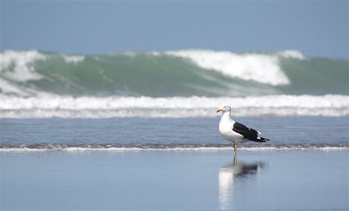 Side view of a bird in water