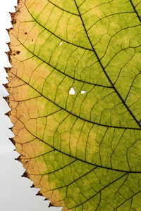 Close-up of yellow leaf on tree