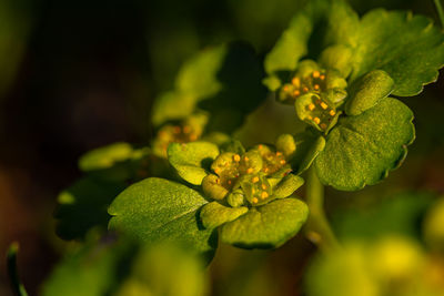 Close-up of yellow flowering plant