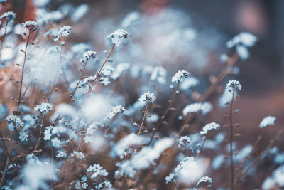 Close-up of flowering plants during winter