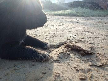 Close-up of a dog on sand