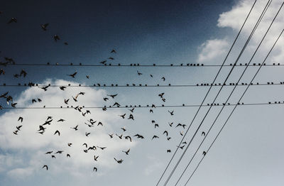 Low angle view of birds flying against sky