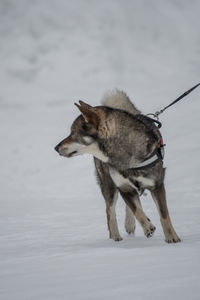 Dog looking away on snow covered land