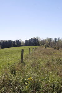 Scenic view of field against clear sky