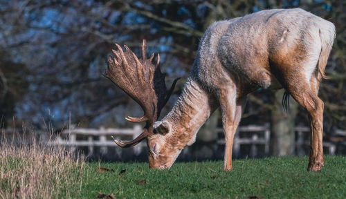 A tan deer with antlers grazing on grass