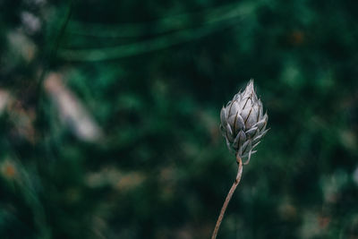 Close-up of wilted flower