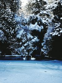 Scenic view of trees against sky