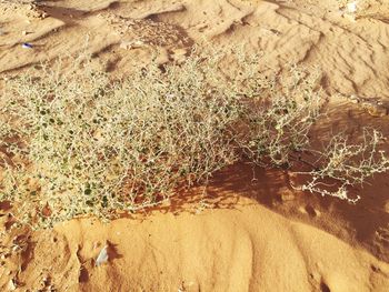 View of barren landscape