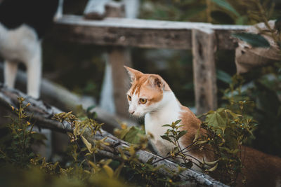 Cat sitting on a plant