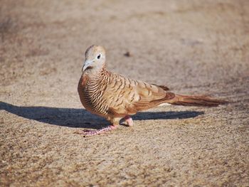 Close-up of a bird