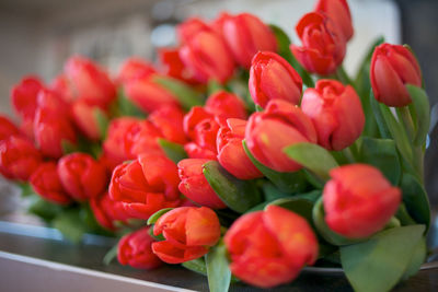 Close-up of red tulips