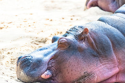 Close-up of cat lying on sand