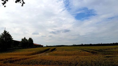 Scenic view of agricultural field against sky