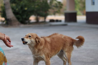 Full length of a dog