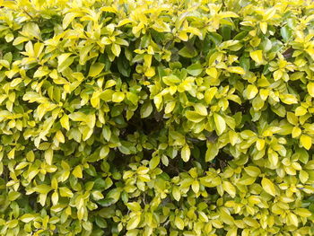 Full frame shot of fresh yellow plants