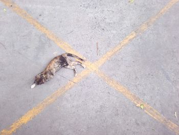 High angle view of lizard on road