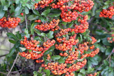 Close-up of berries growing on plant