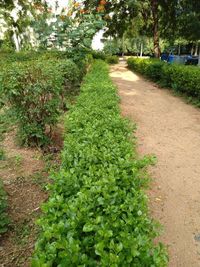 Plants growing on field