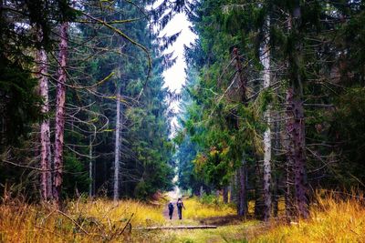 Rear view of friends walking on road amidst trees in forest