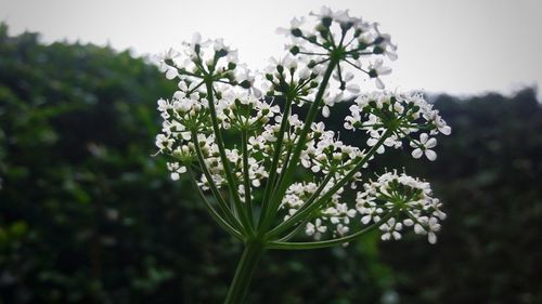 Close-up of queen annes lace blooming outdoors