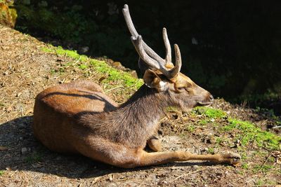Deer relaxing on field
