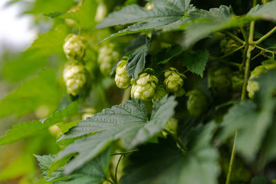 Close-up of plant