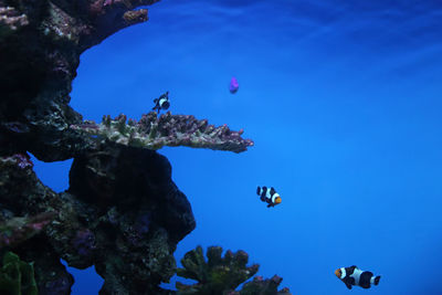 View of fishes swimming in sea