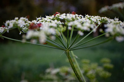 Close-up of white flowering plants