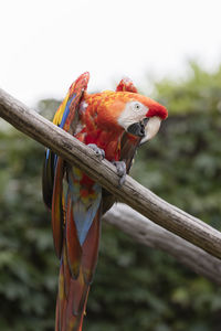 Ara macaw parrot on its perch